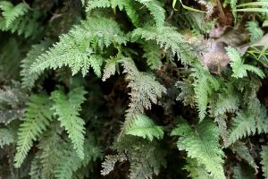 Abrodictyum sp