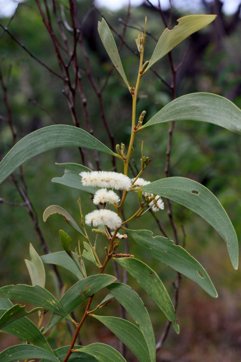 Acacia calyculata