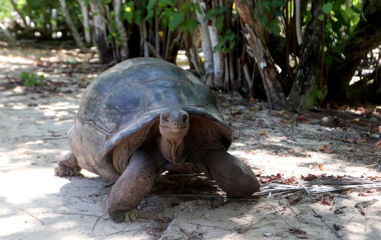 Aldabrachelys gigantea