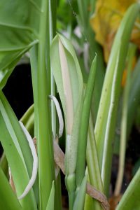 Alocasia macrorrhizos