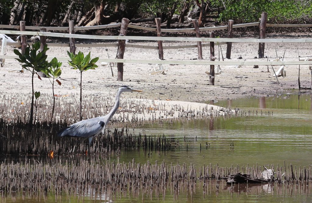 Ardea cinerea