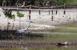 Ardea cinerea