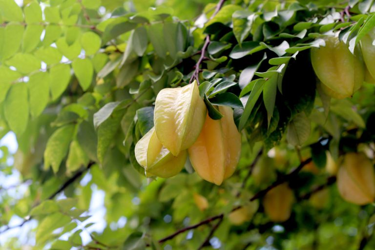 Averrhoa carambola