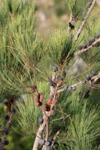 Casuarina equisetifolia
