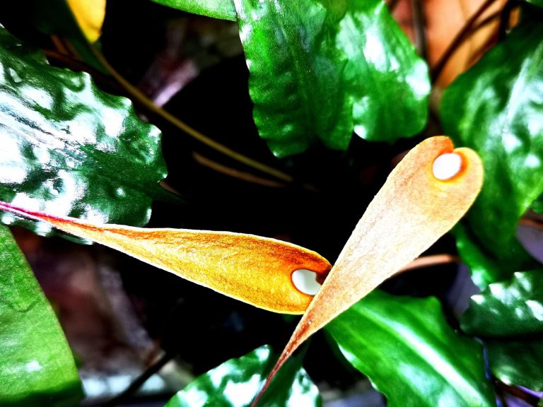 Cryptocoryne ×zukalii