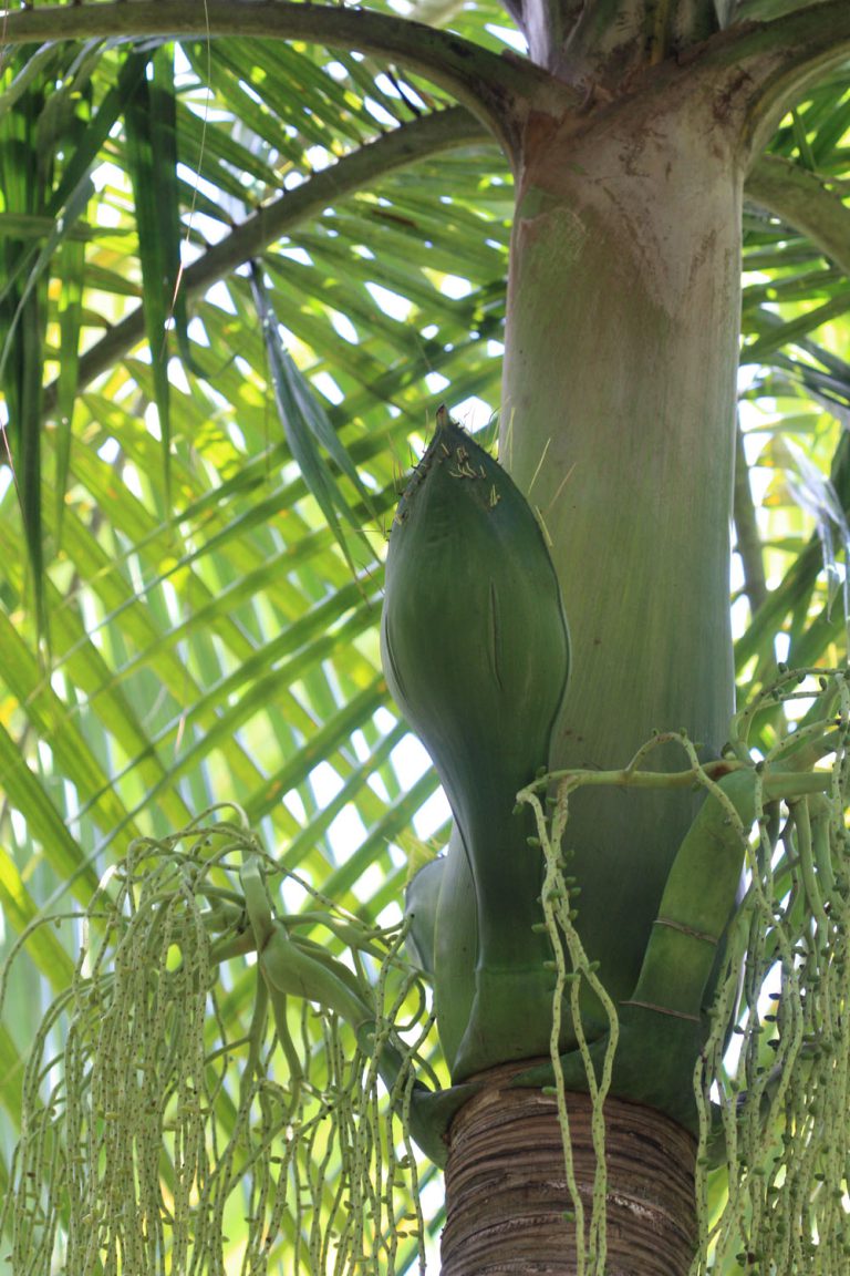 Deckenia nobilis
