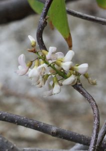Derris trifoliata