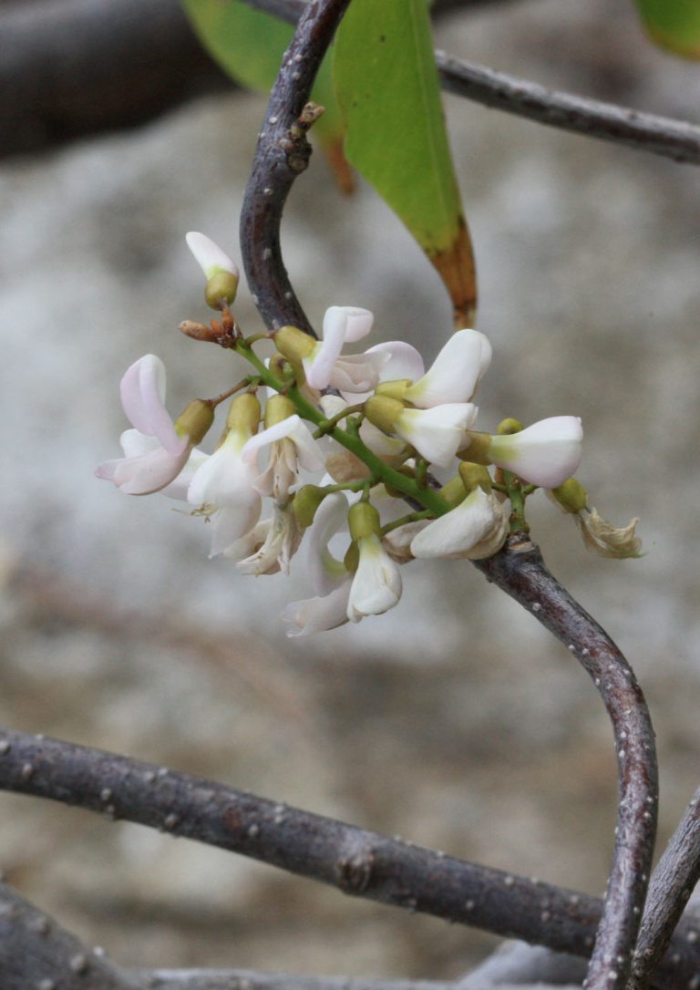 Derris trifoliata