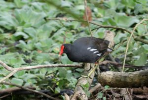 Gallinula chloropus