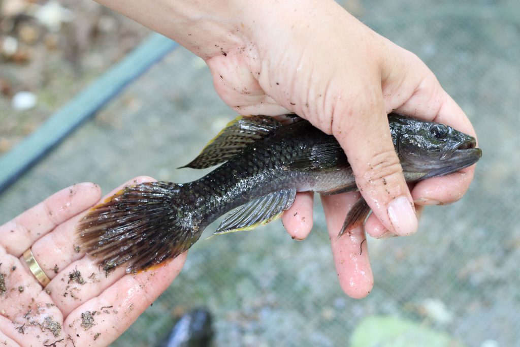 Glossogobius giuris