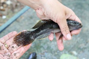 Glossogobius giuris
