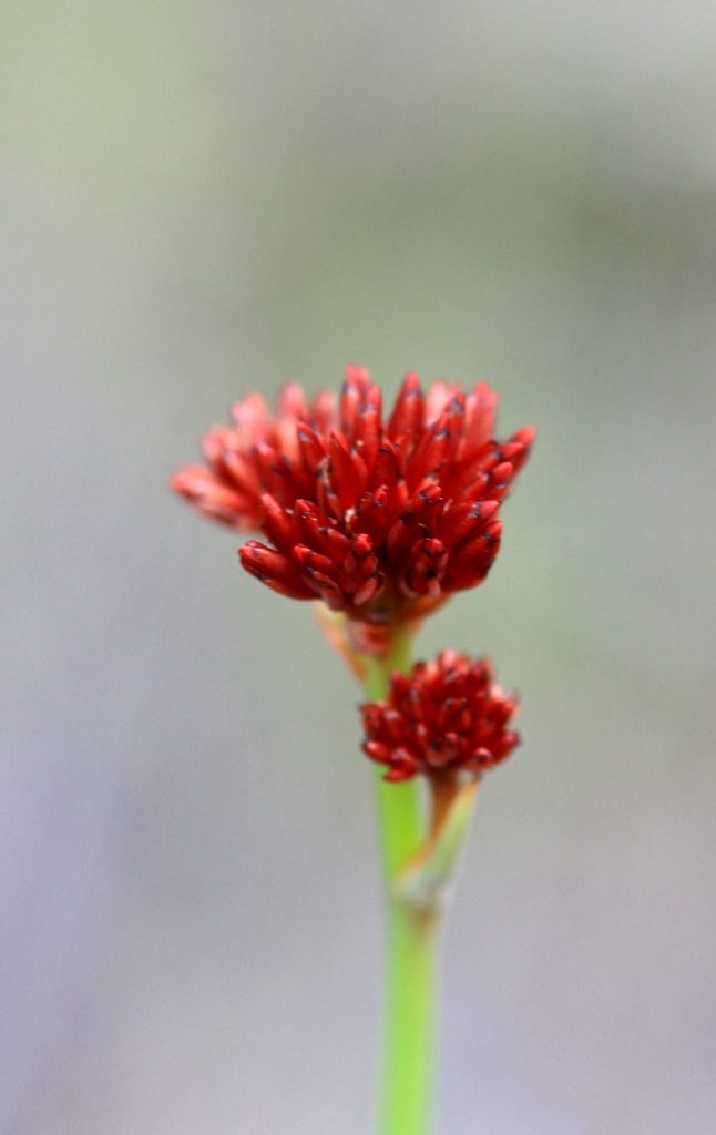Haemodorum coccineum