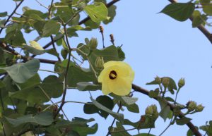 Hibiscus tiliaceus