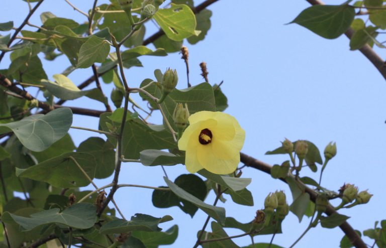 Hibiscus tiliaceus