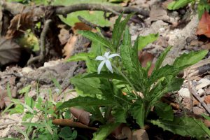 Hippobroma longiflora