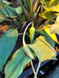Homalomena pierreana