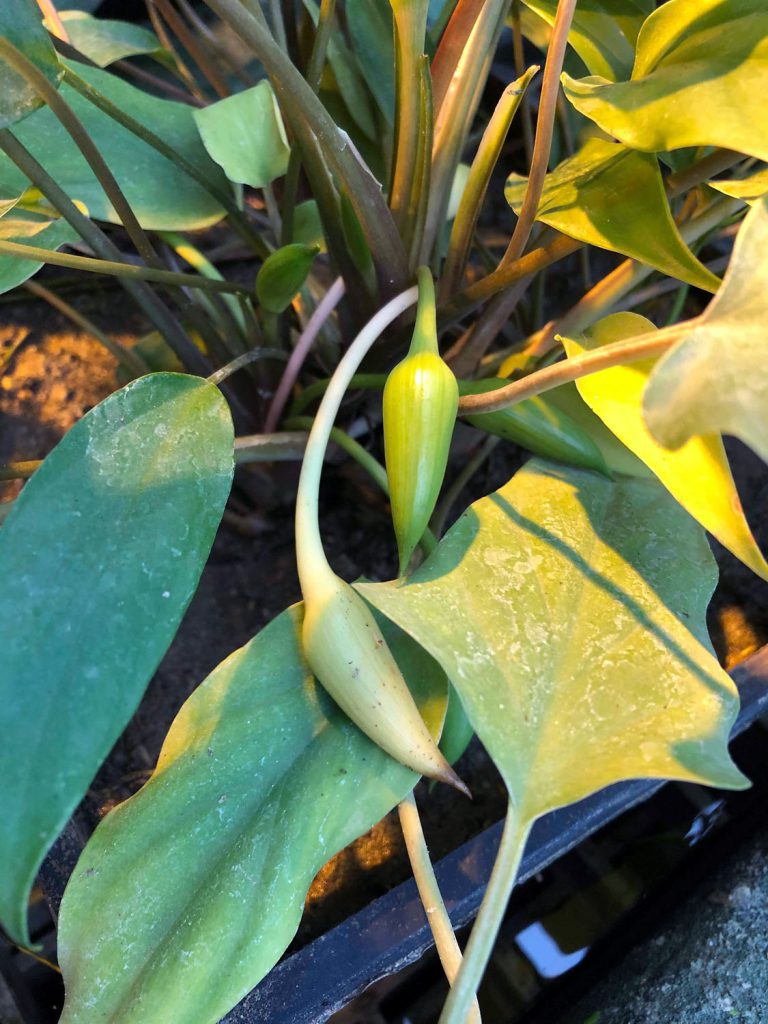Homalomena pierreana