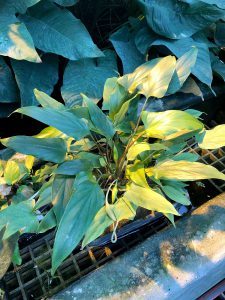 Homalomena pierreana