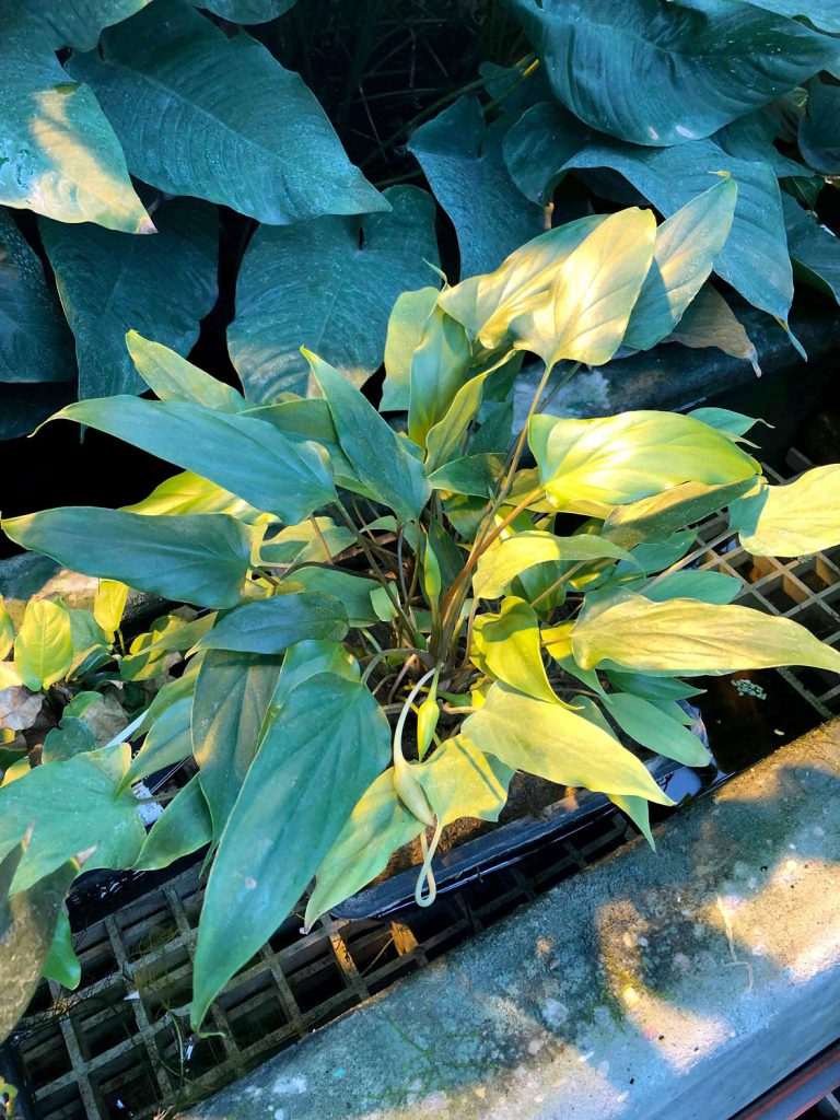 Homalomena pierreana