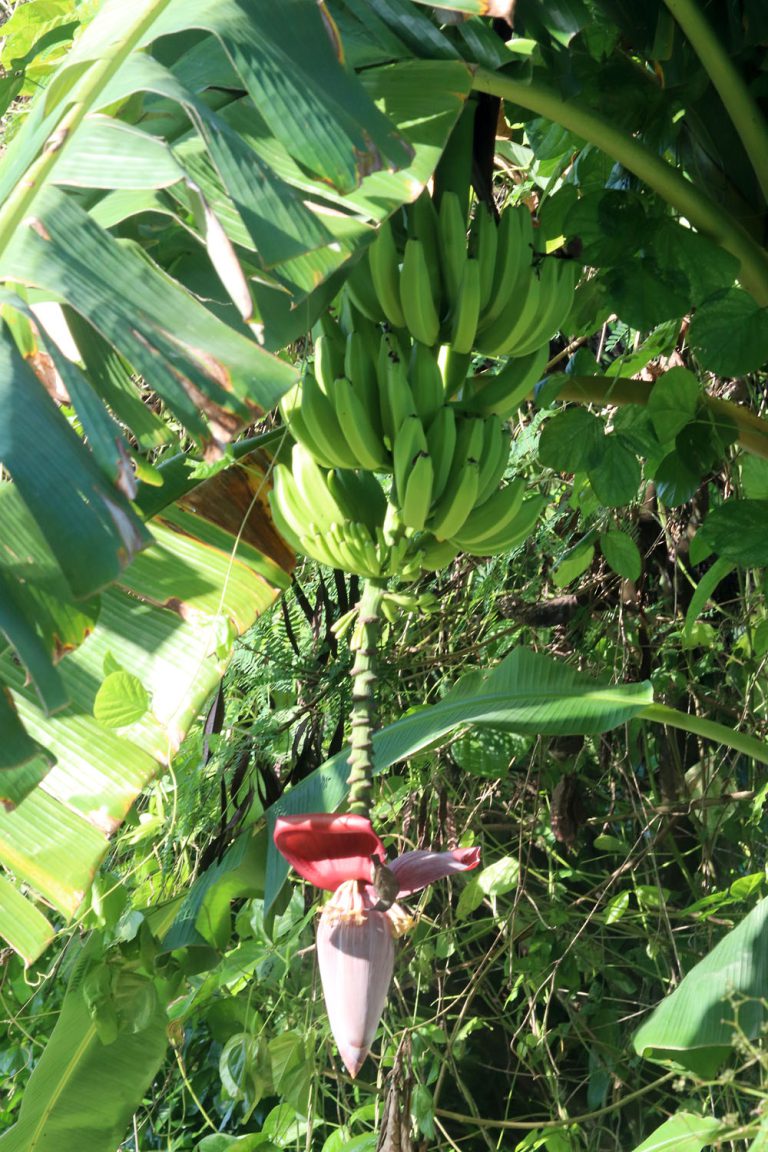Musa sp