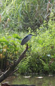 Nycticorax nycticorax