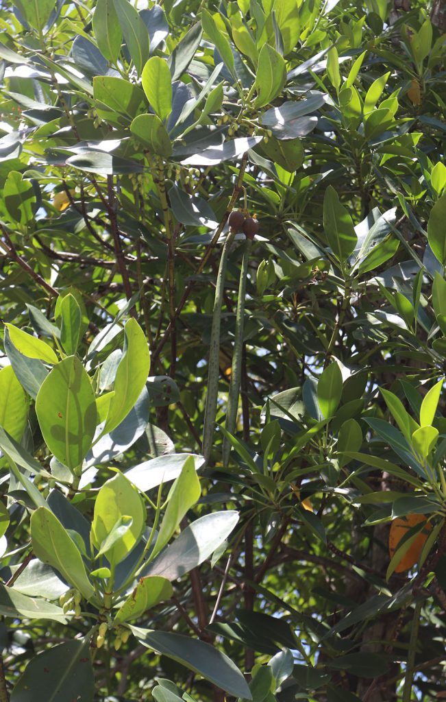 Rhizophora mucronata