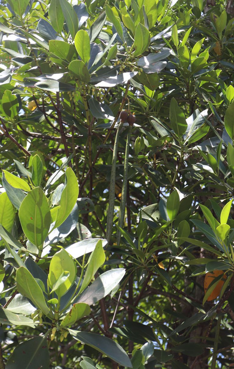 Rhizophora mucronata