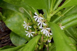Scaevola taccada