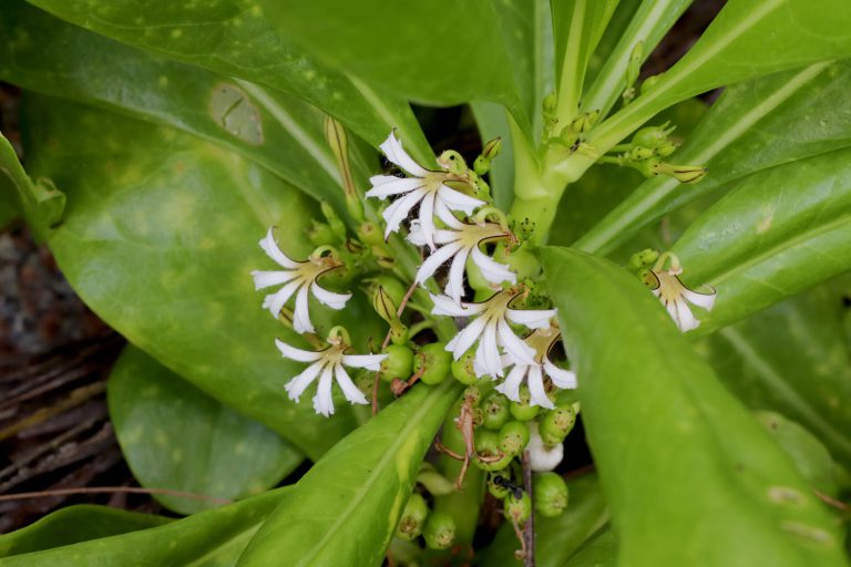 Scaevola taccada