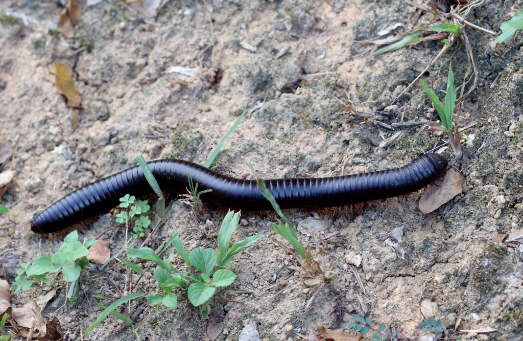 Sechelleptus seychellarum