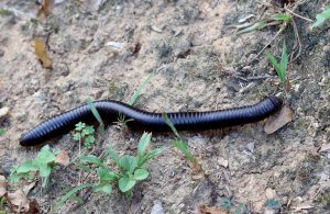 Sechelleptus seychellarum
