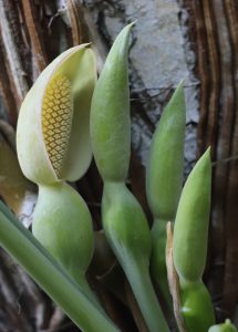 Syngonium podophyllum