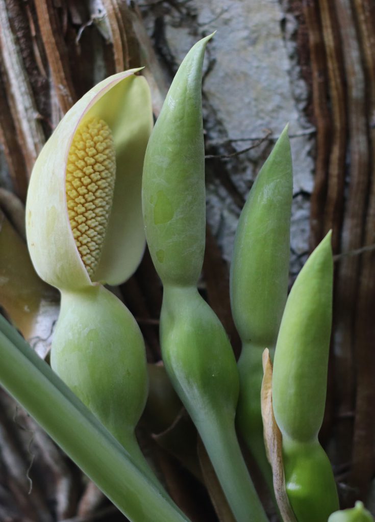 Syngonium podophyllum