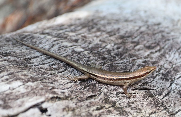 Trachylepis seychellensis