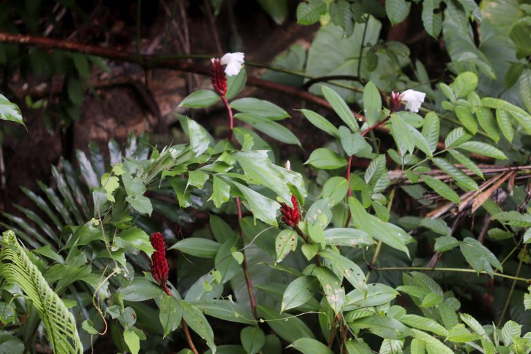 Cheilocostus speciosus