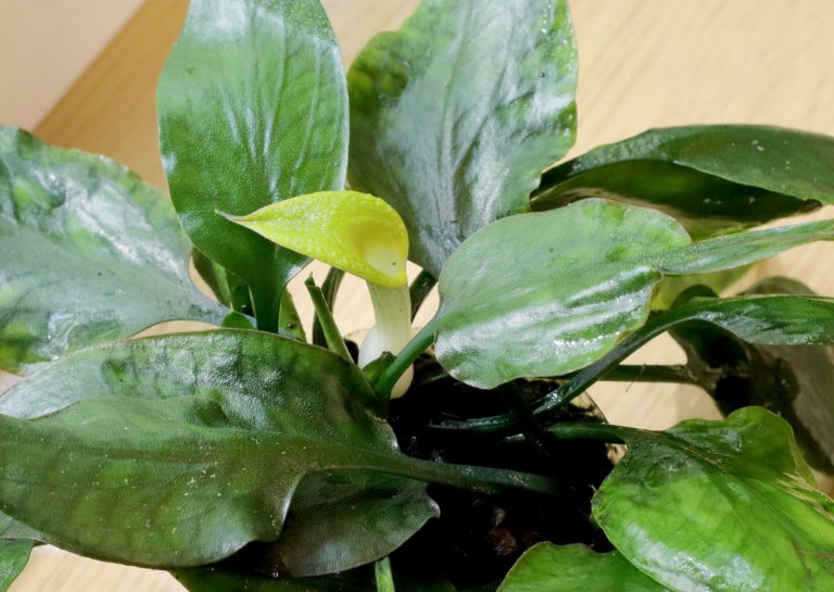 Cryptocoryne cordata var. wellyi
