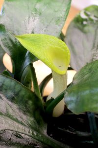 Cryptocoryne cordata var. wellyi