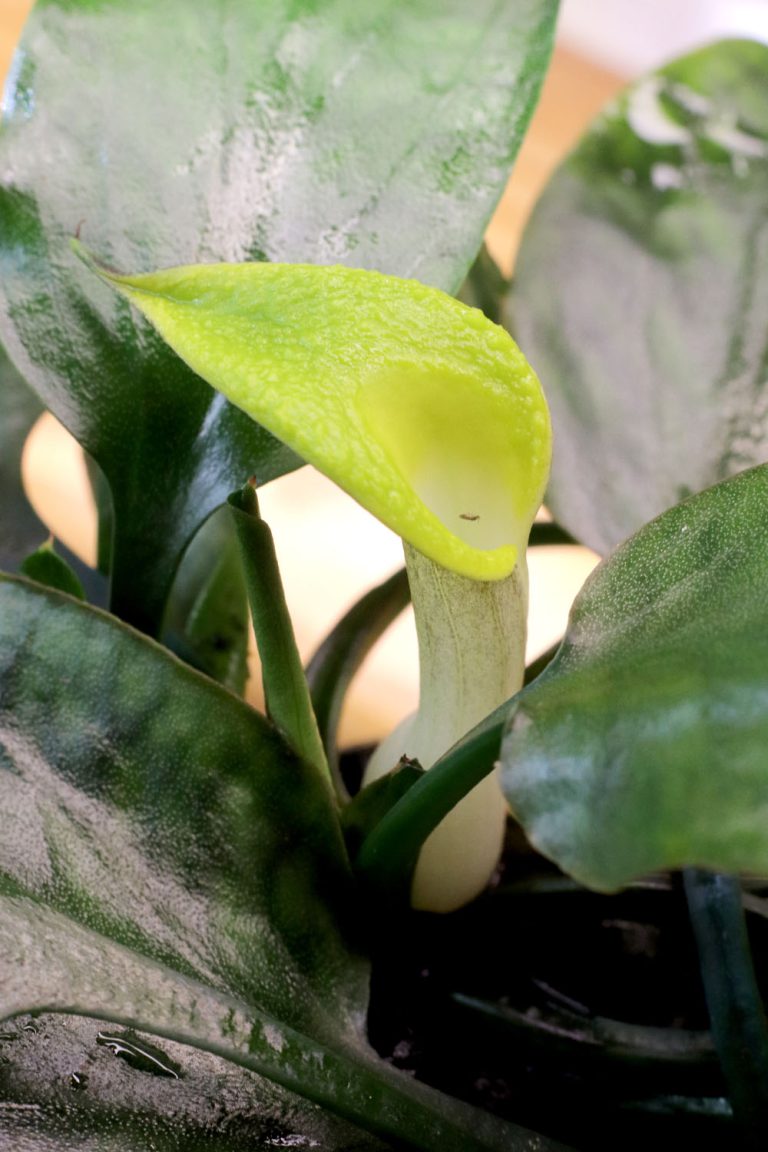 Cryptocoryne cordata var. wellyi