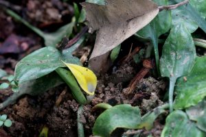 Cryptocoryne cordata var. wellyi