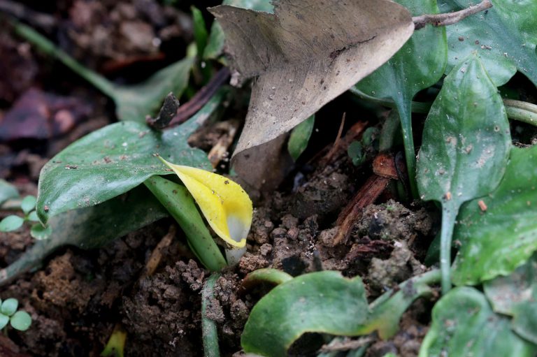 Cryptocoryne cordata var. wellyi