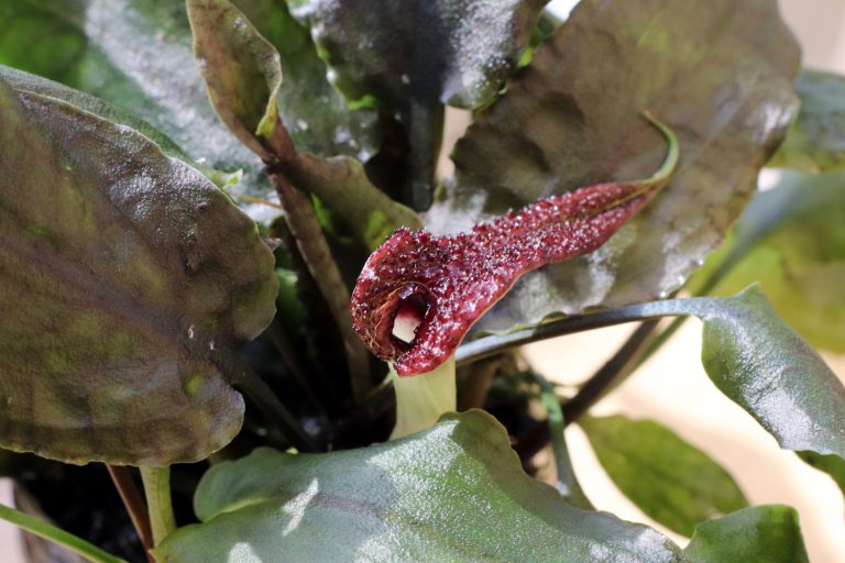 Cryptocoryne scurrilis