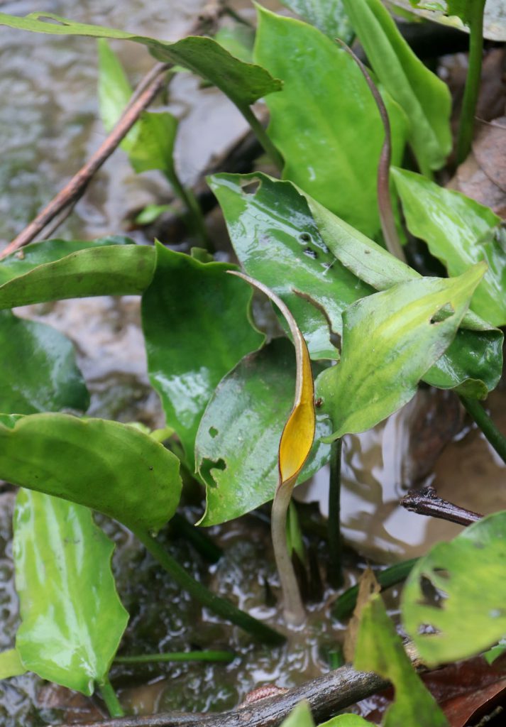 Cryptocoryne wongsoi
