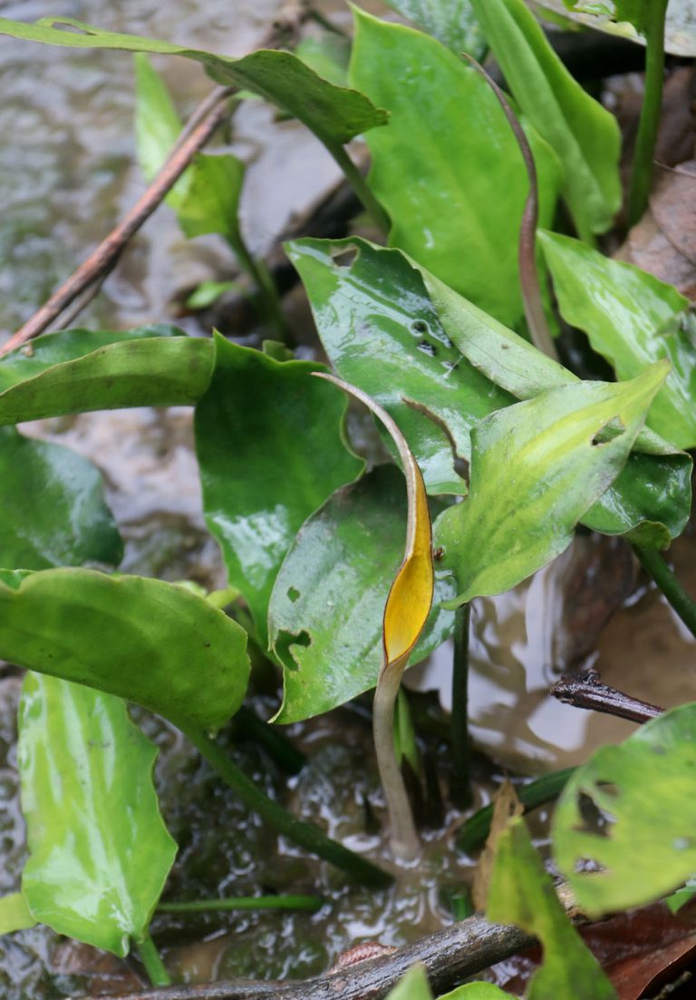 Cryptocoryne wongsoi