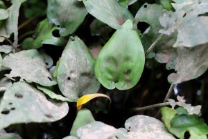 Cryptocoryne wongsoi