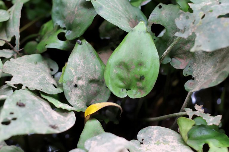 Cryptocoryne wongsoi
