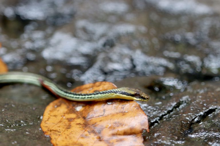 Dendrelaphis pictus