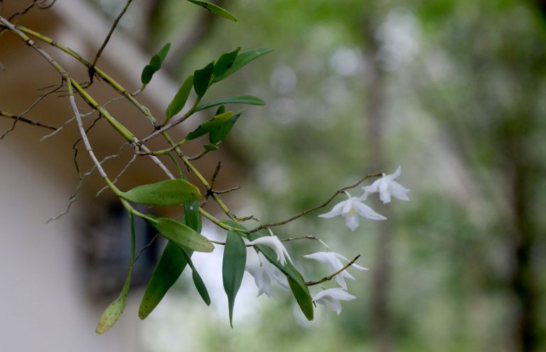 Dendrobium crumenatum