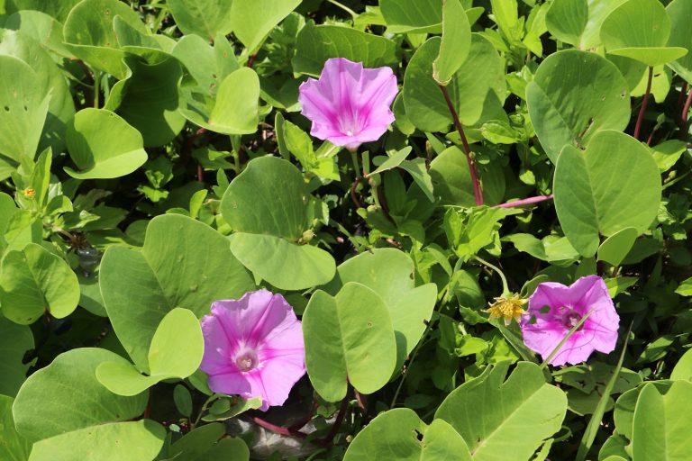 Ipomoea pes-caprae
