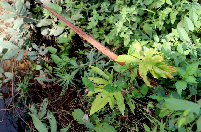 Lasia spinosa