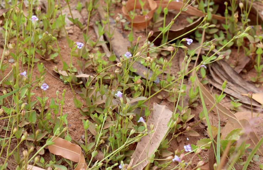 Lindernia crustacea